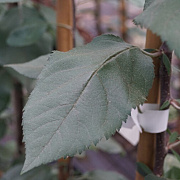 Malus 'Slogan' 14-16 HO draadkluit