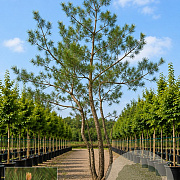 Malus sylvestris 600-700 cm draadkluit meerstammig