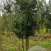Malus sylvestris 600-700 cm draadkluit meerstammig