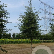 Malus toringo 'Brouwers Beauty' 18-20 HO draadkluit 250 cm stam