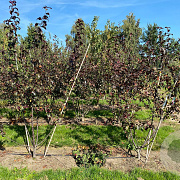 Malus toringo 'Scarlett' 300-350 cm draadkluit struik