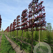 Malus toringo 'Scarlett' 10-12 HO draadkluit LEIVORM 200 cm stam