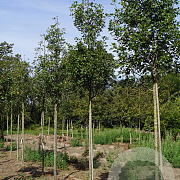 Malus trilobata 10-12 HO draadkluit