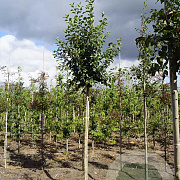 Malus 'Van Eseltine' 10-12 HO draadkluit