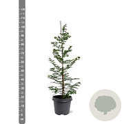 Metasequoia glyptostroboides 80-100 cm 5,0L