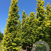 Metasequoia gl. Goldrush 300-350 cm draadkluit solitair
