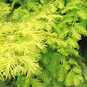 Metasequoia gl. 'Ogon' 250-300 cm draadkluit solitair