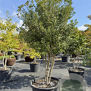 Osmanthus heterophyllus 300-350 cm cont. 285L meerstammig