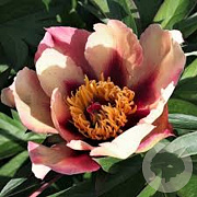 Paeonia (I) 'Court Jester' GM  P11