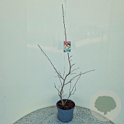 Parrotia persica 80-100 cm 5,0L