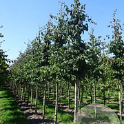 Parrotia persica 35-40 HO draadkluit 250 cm stam