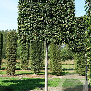 Parrotia persica 'Vanessa' 12-14 HO draadkluit LEIVORM 200 cm stam