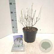 Perovskia atripl. Silvery Blue 20-25 cm 2,0L