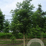 Phellodendron amurense 25-30 HO draadkluit 250 cm stam