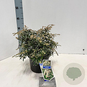 Pieris jap. 'Variegata' 20-25 cm 3,0L