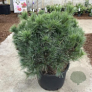 Pinus strobus 'Bergman's Mini' 70-75 cm 40L Potgedrukt