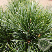 Pinus strobus 'Radiata' 150-175 cm draadkluit solitair