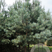 Pinus sylvestris 40-45 HO draadkluit 250 cm stam