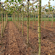 Platanus hispanica 14-16 HO draadkluit dakvorm 240 cm stam