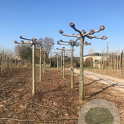 Platanus hispanica 30-35 HO draadkluit 250 cm stam