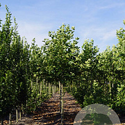 Platanus hisp. 'Huissen' 12-14 HO draadkluit