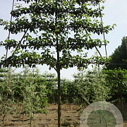 Pyrus calleryana 'Chanticleer' 16-18 HO draadkluit 200 cm stam LEIVORM