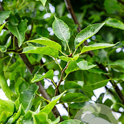 Pyrus calleryana 'Redspire' 16-18 HO draadkluit