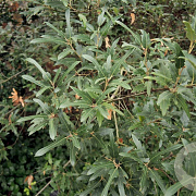 Quercus hispanica 'Waasland' 10-12 HO draadkluit geveerd