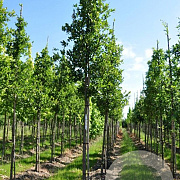 Quercus hispanica 'Wageningen' 10-12 HO draadkluit