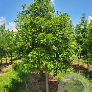 Quercus lyrata 25-30 HO draadkluit