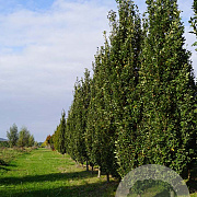 Quercus rob. 'Fastigiate Koster' 35-40 HO draadkluit geveerd