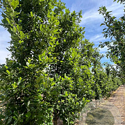Quercus warei 'Long' 16-18 HO draadkluit geveerd
