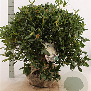 Rhododendron 'Cunningham's White' 80-100 cm met kluit