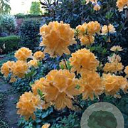 Rhododendron (AM) 'Dir. Moerlands' 40-50 cm 5,0L met knop
