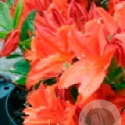 Rhododendron (AM) 'Prinses Máxima' 30-40 cm 5,0L met knop