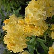 Rhododendron (AK) 'Wryneck' 30-40 cm 5,0L
