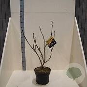 Rhus glabra 'Laciniata' 60-80 cm 10L