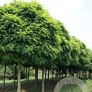 Robinia ps. 'Umbraculifera' 25-30 HO draadkluit