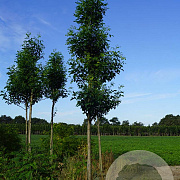Robinia ps. 'Unifoliola' 8-10 HO draadkluit