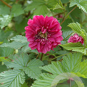 Rubus spectabilis 'Olympic Double' 175-200 cm draadkluit struik op Stam