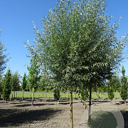 Salix alba 'Belders' 20-25 HO draadkluit geknot