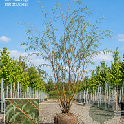 Salix alba 'Chermesina' 350-400 cm draadkluit meerstammig op aanvraag