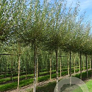 Salix alba 'Chermesina' 16-18 HO draadkluit geknot
