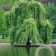 Salix babylonica 'Pendula' 25-30 HO draadkluit
