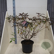 Sambucus nigra Black Beauty 80-100 cm 20L