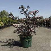 Sambucus nigra 'Eva' 60-80 cm 10L
