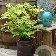 Sambucus nigra 'Jdeboer001' 175-200 cm draadkluit struik op Stam