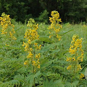 Senna hebecarpa GM P9