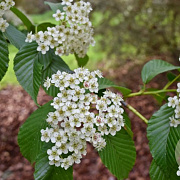 Sorbus caloneura 6-8 HO 15L