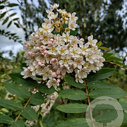 Sorbus cashmiriana 8-10 HO draadkluit